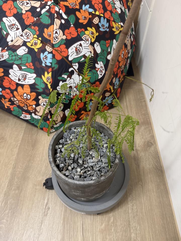 植物診療師案件圖片 植物診療師案件圖片