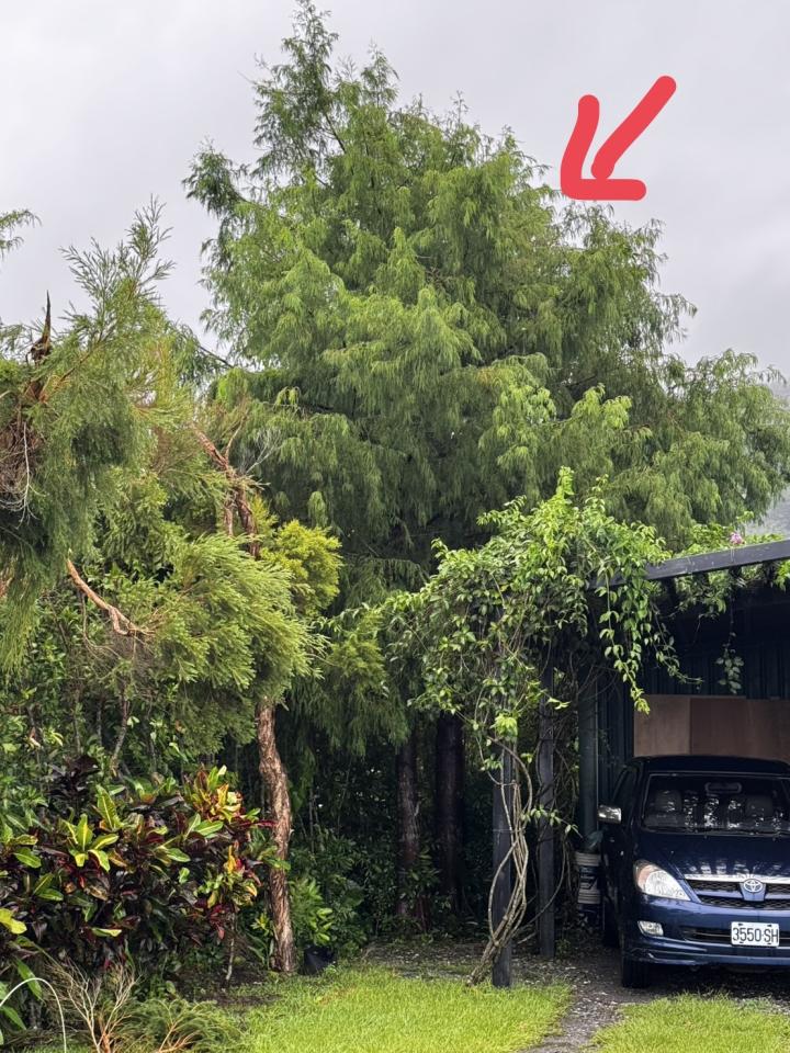 園藝維護案件圖片