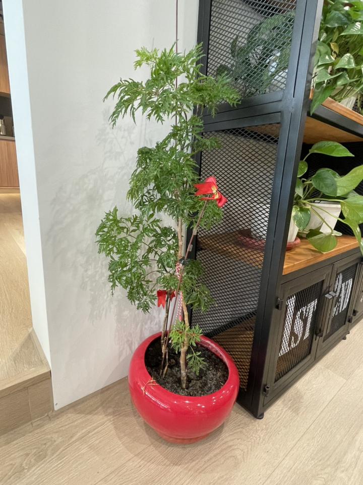 園藝維護案件圖片