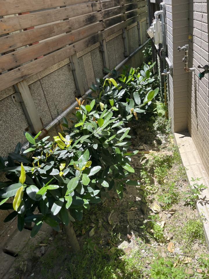 園藝維護案件圖片