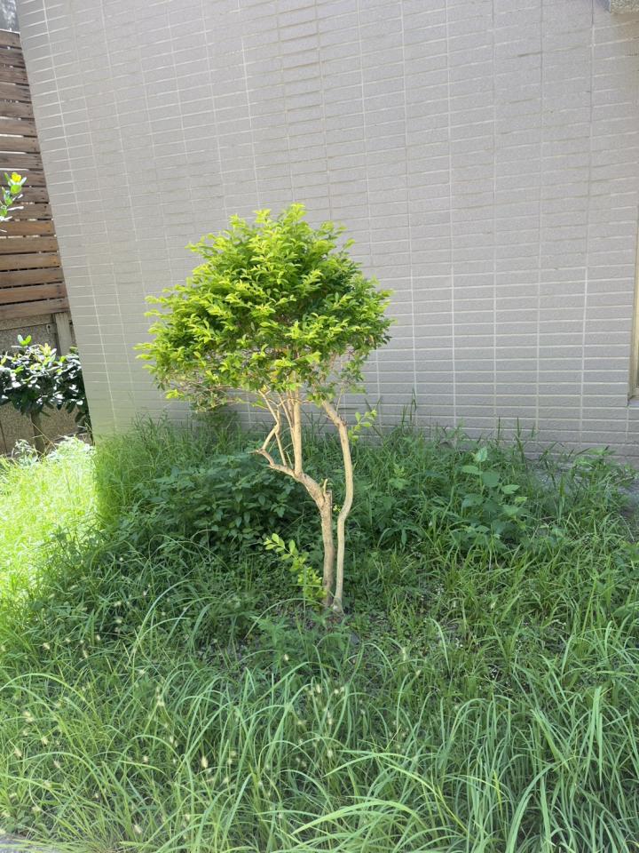 園藝維護案件圖片