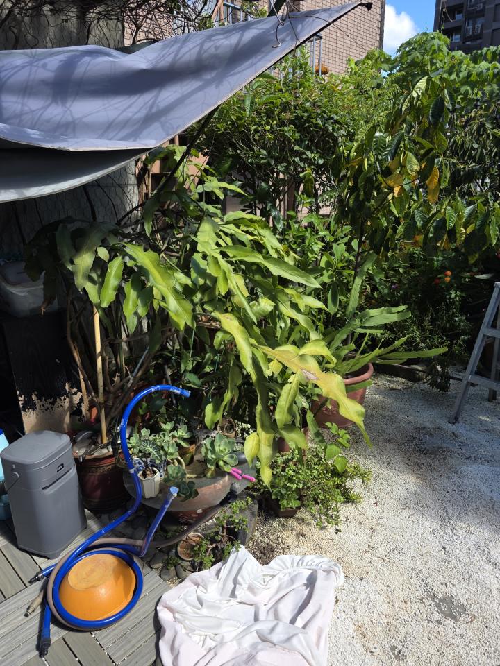 園藝維護案件圖片