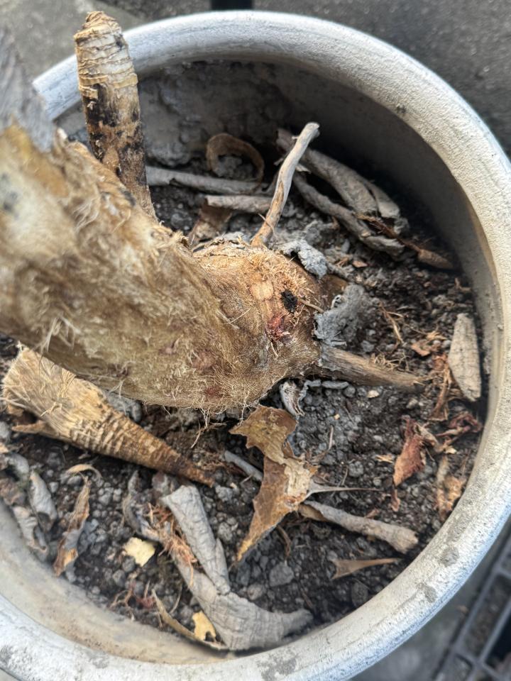 植物診療師案件圖片