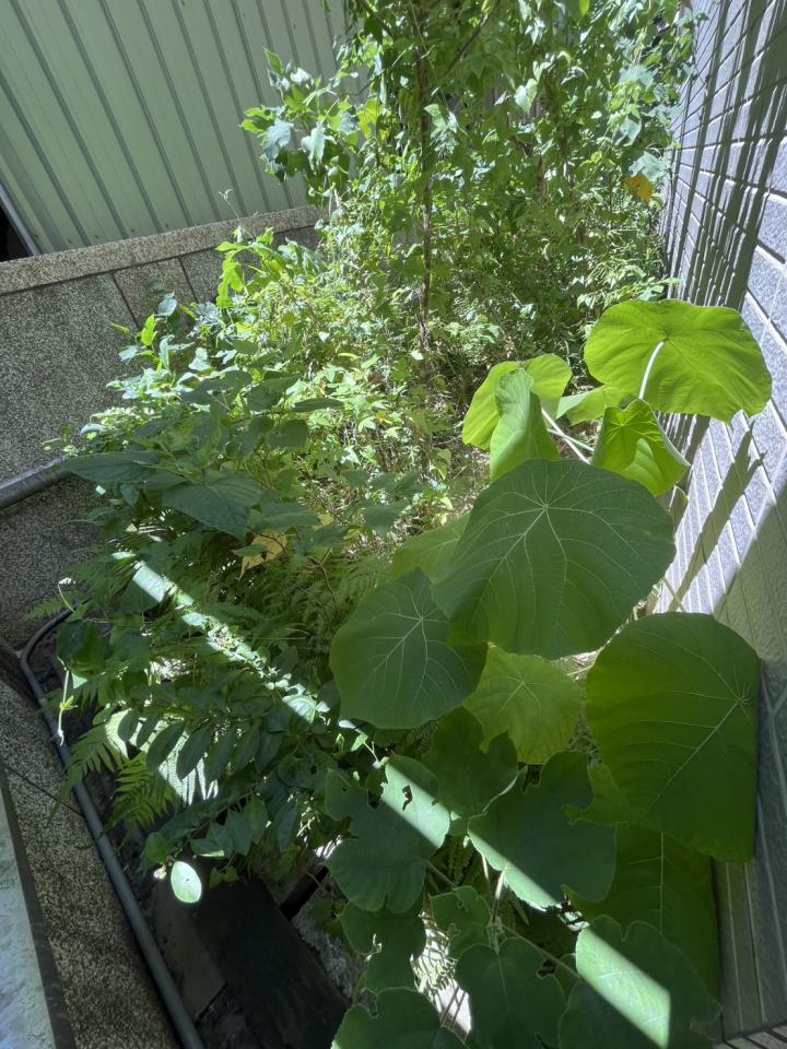 園藝維護案件圖片