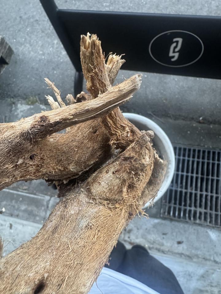 植物診療師案件圖片