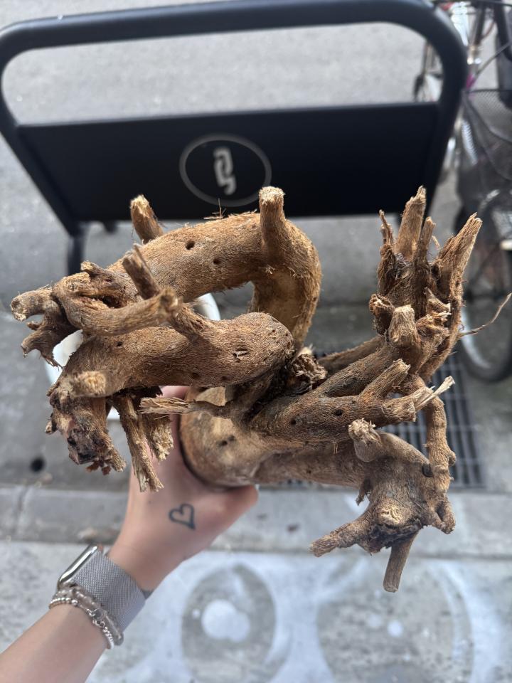 植物診療師案件圖片