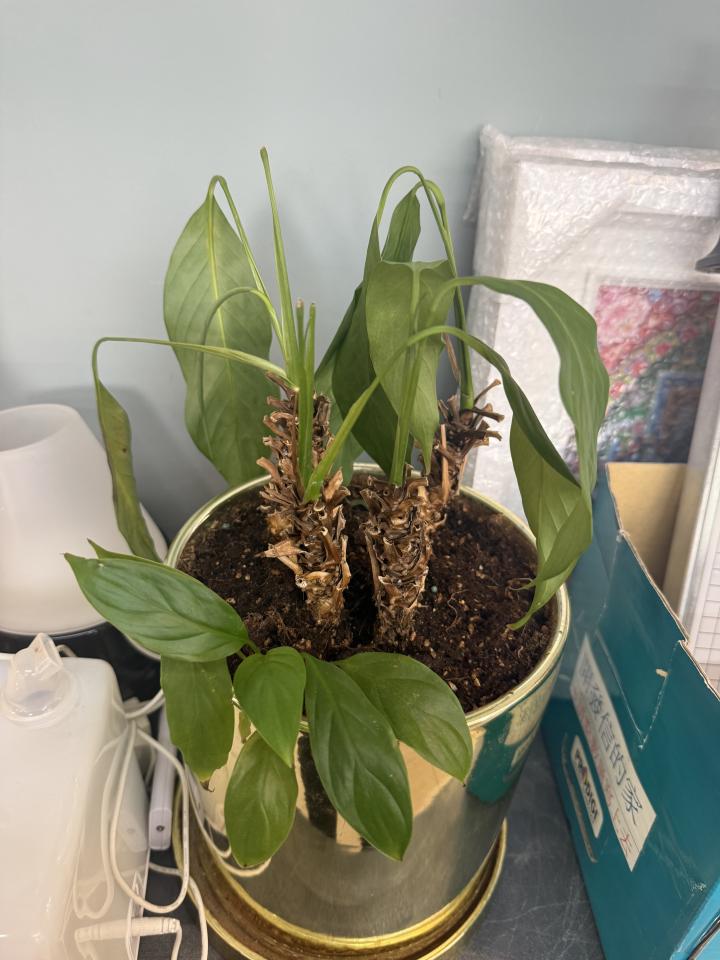 植物診療師案件圖片