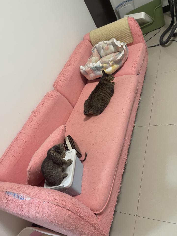 大型垃圾回收案件圖片