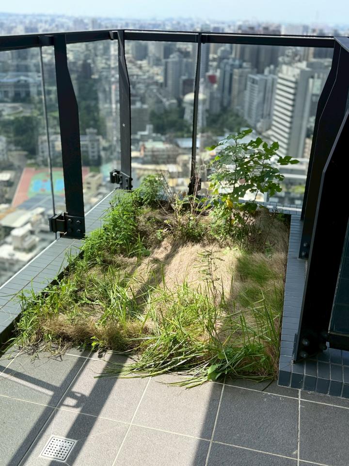園藝維護案件圖片