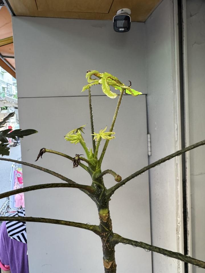 植物診療師案件圖片