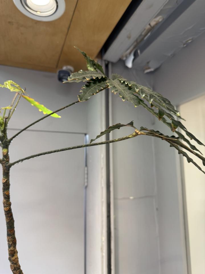 植物診療師案件圖片