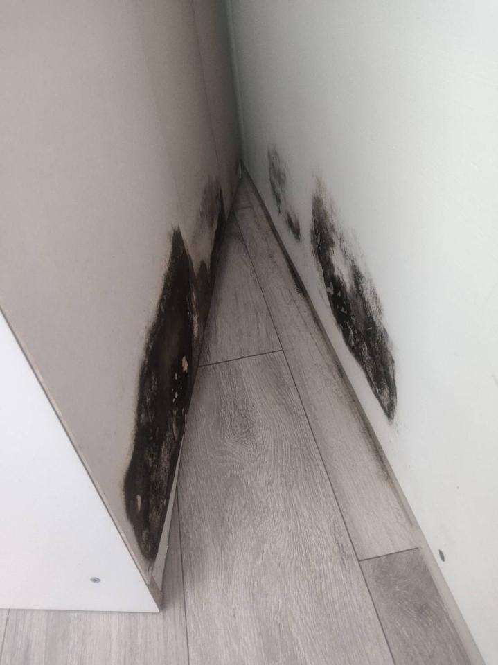 除霉案件圖片