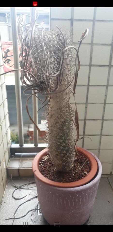 植物診療師案件圖片