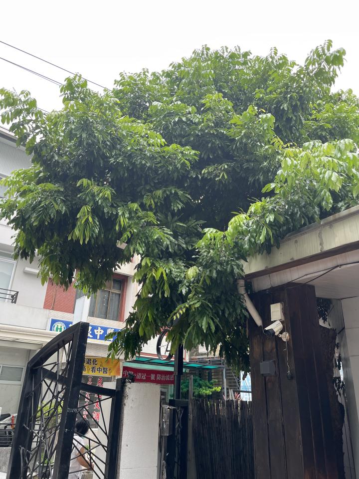 園藝維護案件圖片