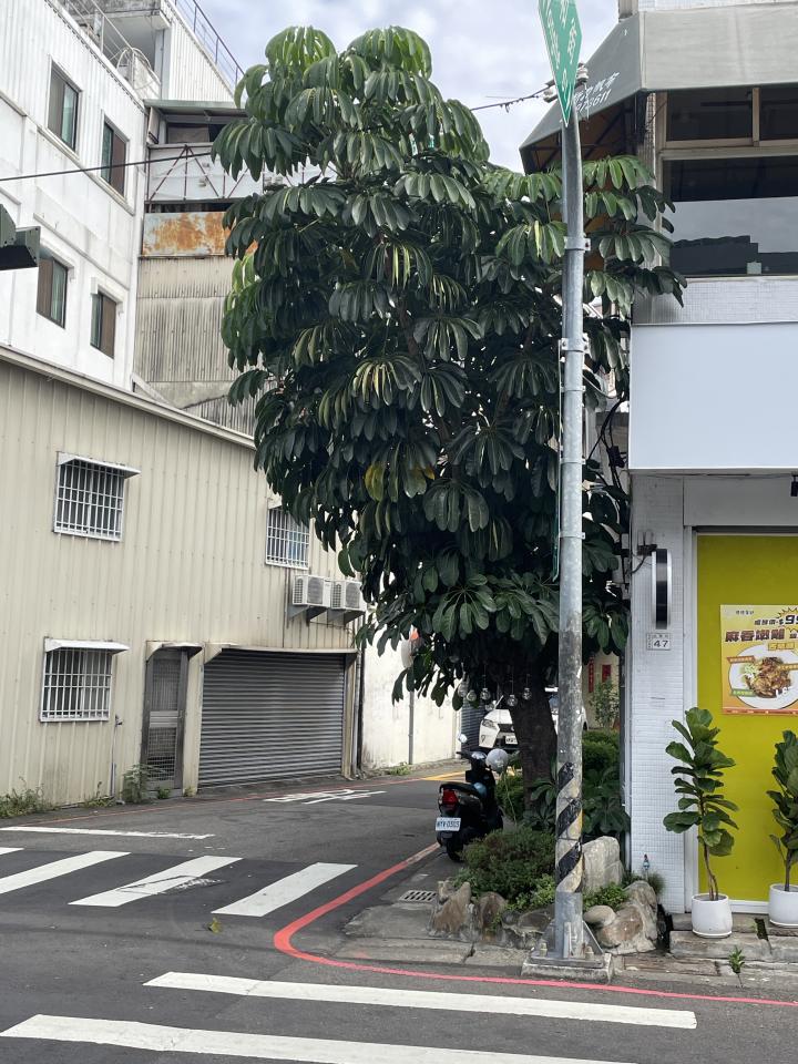 園藝維護案件圖片