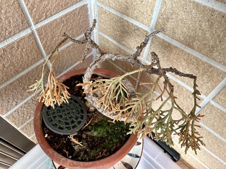 植物診療師案件圖片