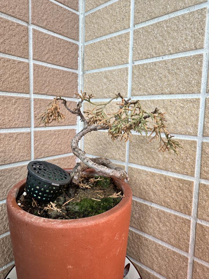 植物診療師案件圖片