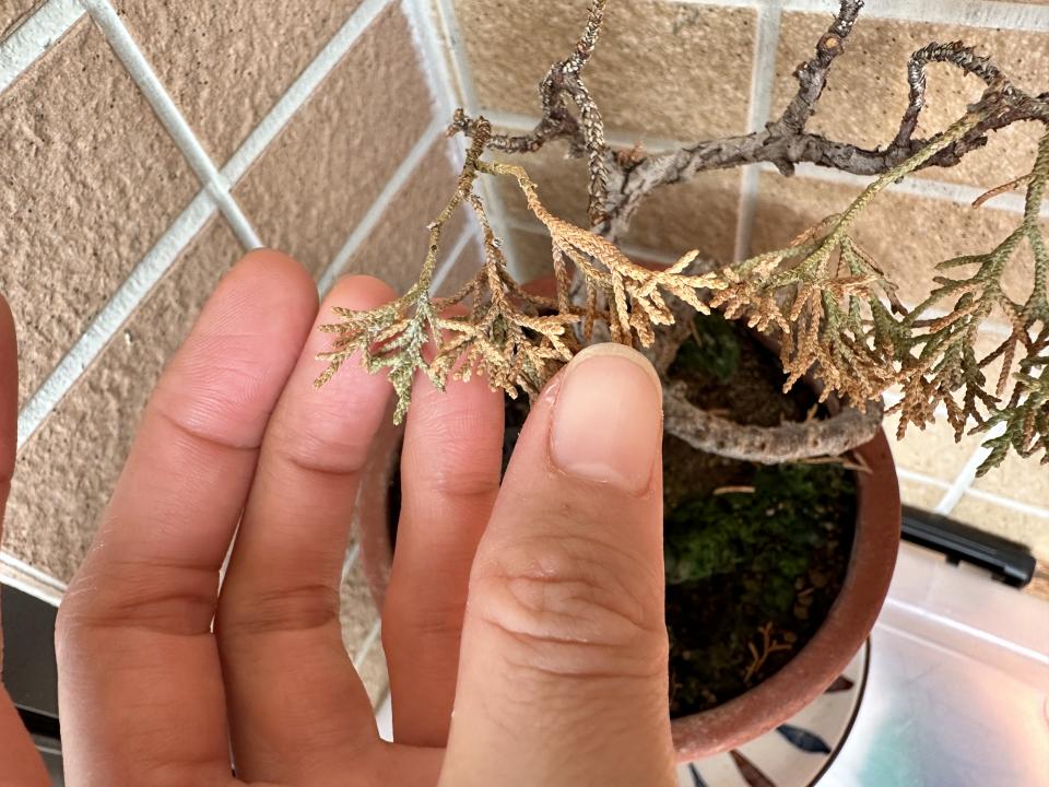 植物診療師案件圖片