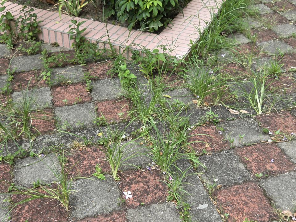 園藝維護案件圖片