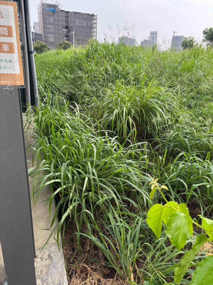 園藝維護案件圖片 園藝維護案件圖片