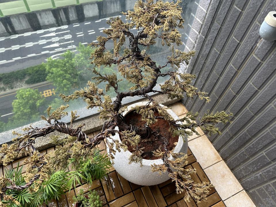 植物診療師案件圖片