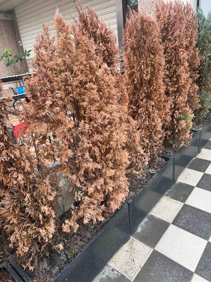 園藝維護案件圖片 園藝維護案件圖片