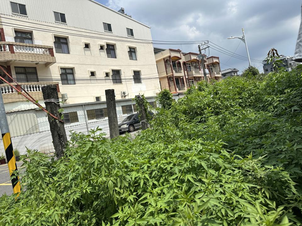 園藝維護案件圖片