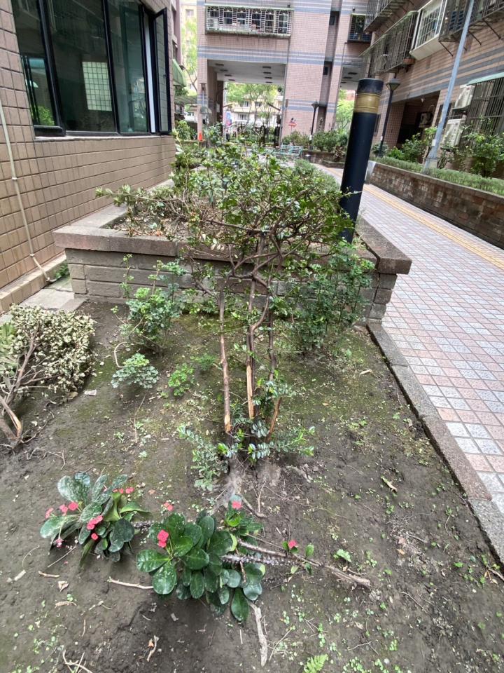 園藝維護案件圖片 園藝維護案件圖片