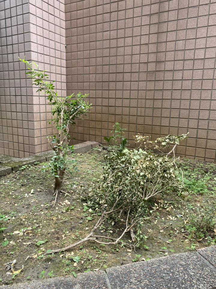 園藝維護案件圖片 園藝維護案件圖片