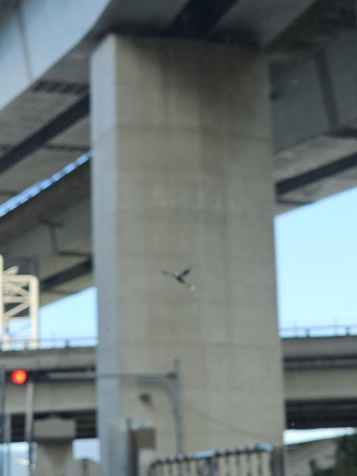 汽車玻璃修補案件圖片