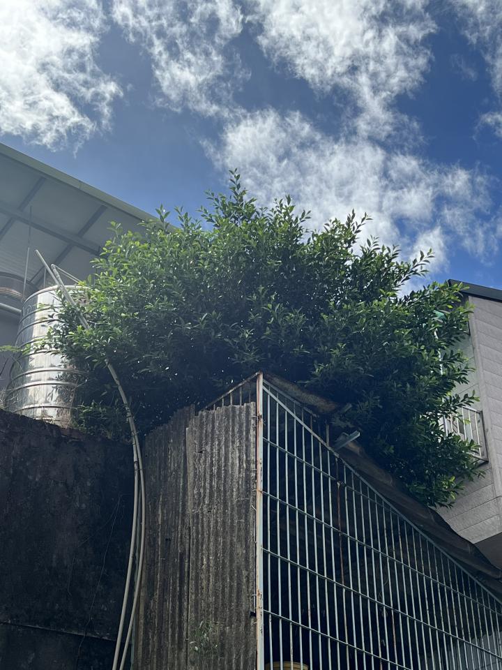 園藝維護案件圖片 園藝維護案件圖片