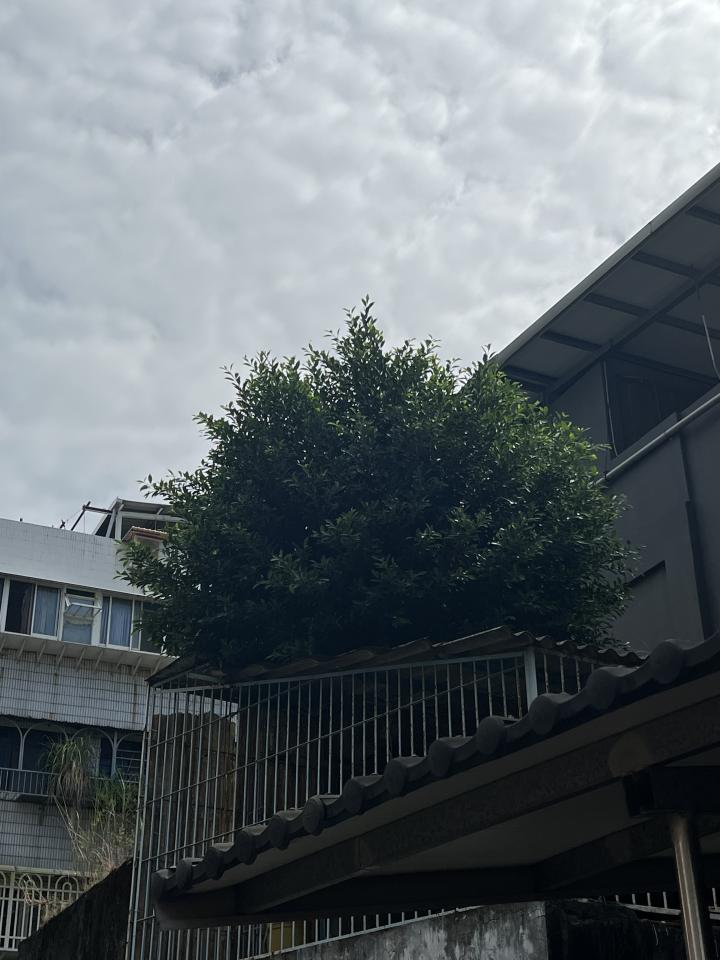 園藝維護案件圖片 園藝維護案件圖片