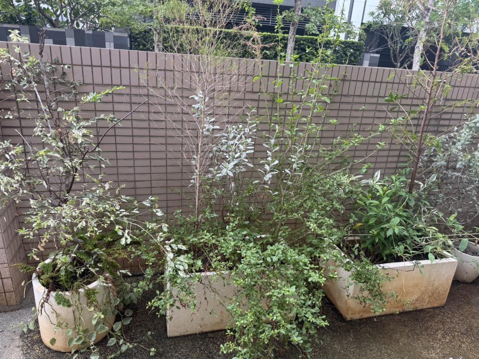 園藝維護案件圖片