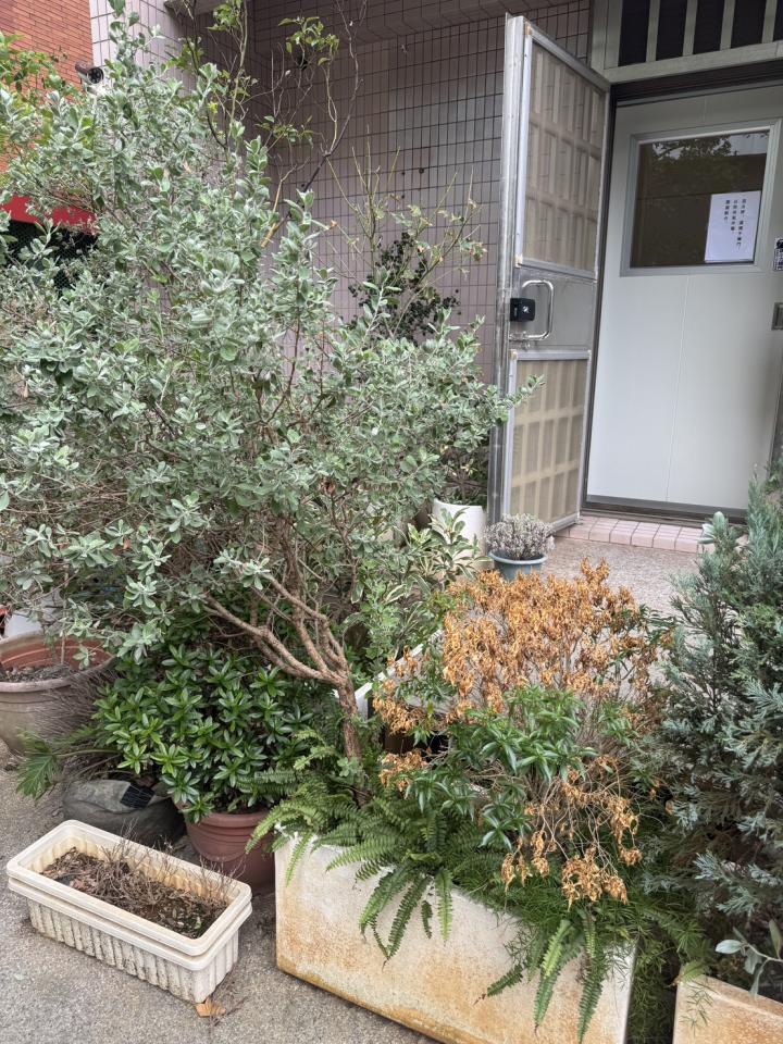 園藝維護案件圖片