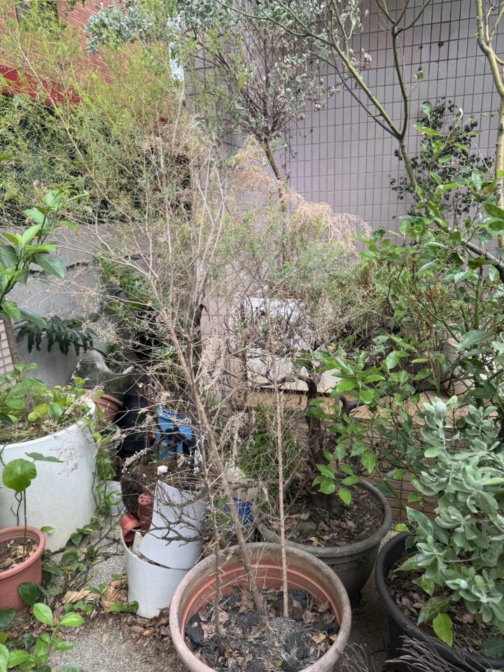 園藝維護案件圖片