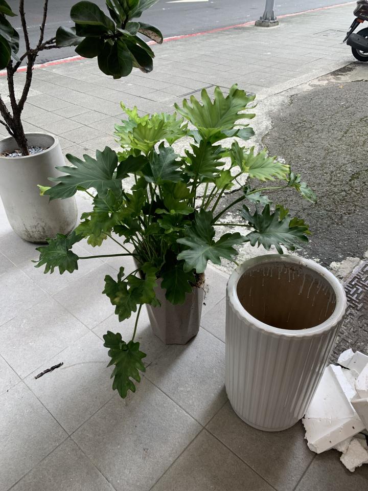 園藝維護案件圖片 園藝維護案件圖片