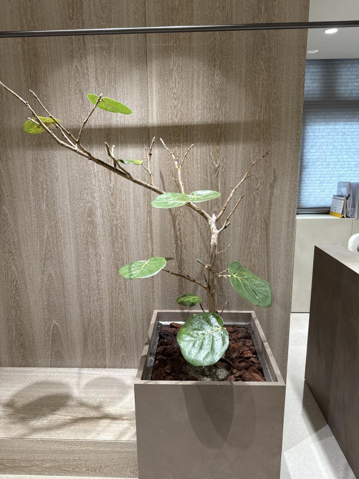 植物診療師案件圖片