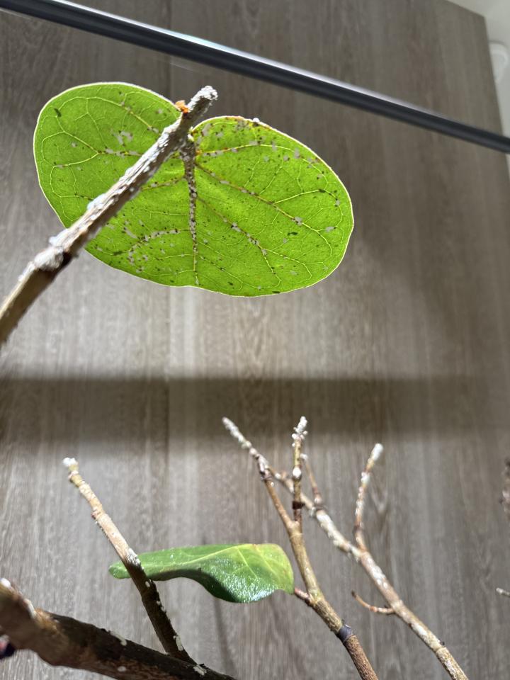 植物診療師案件圖片
