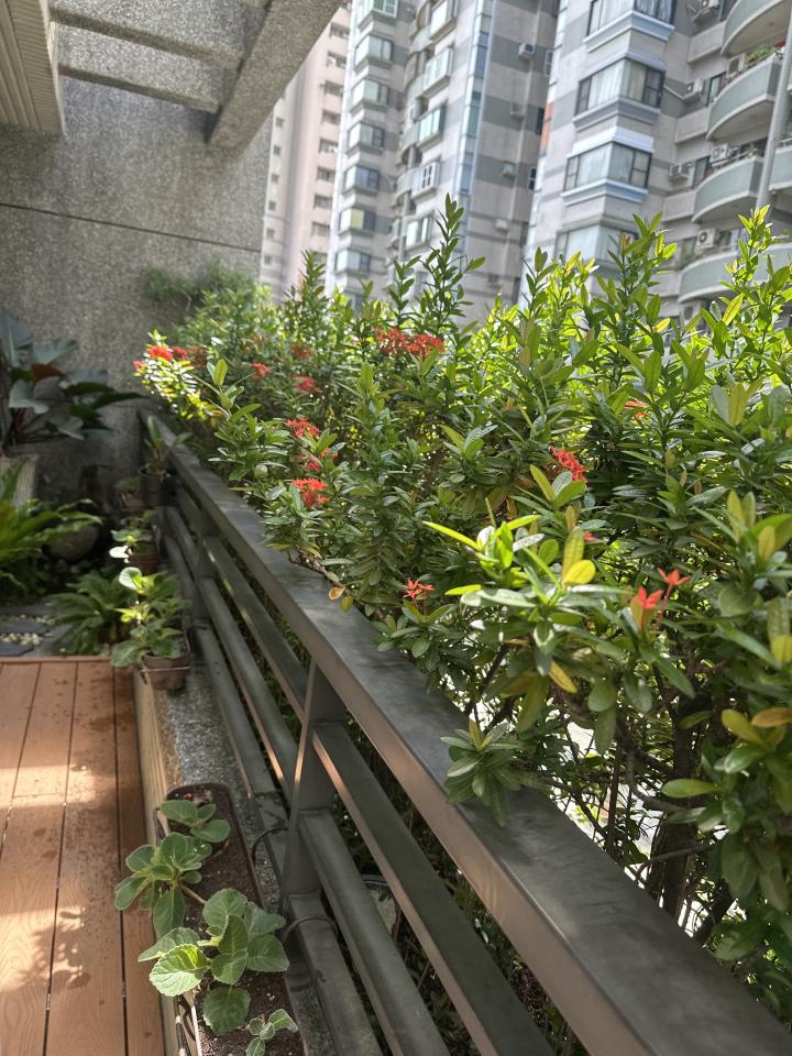 園藝維護案件圖片 園藝維護案件圖片