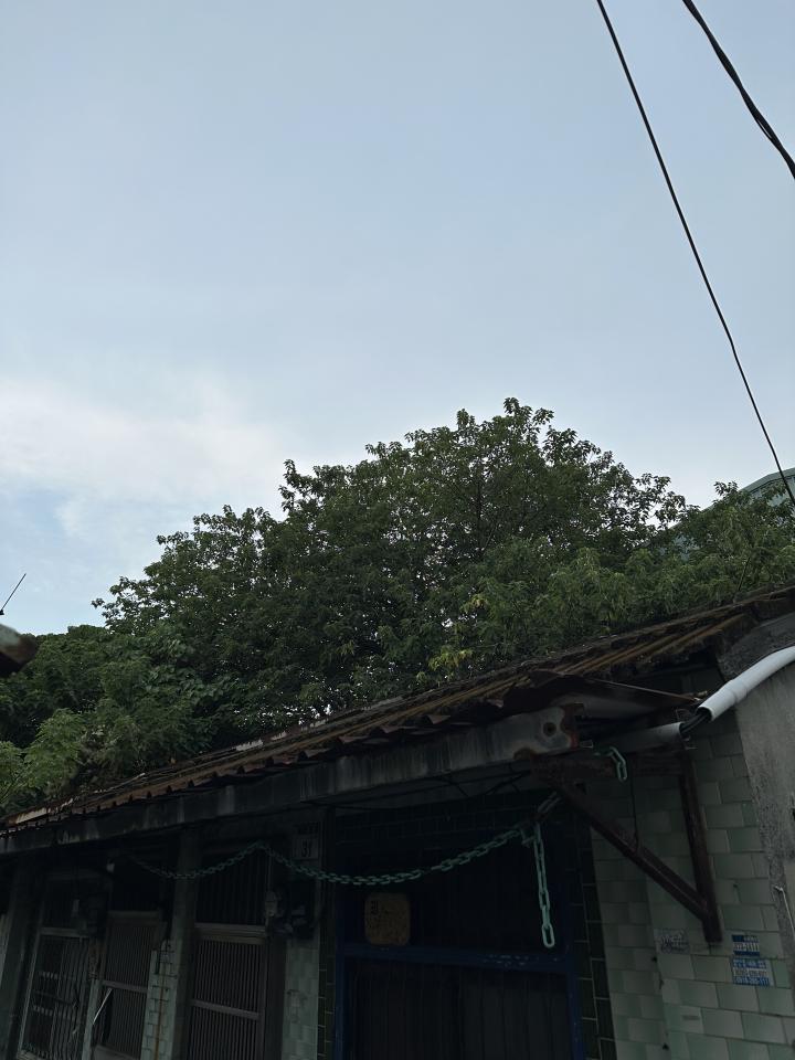 園藝維護案件圖片