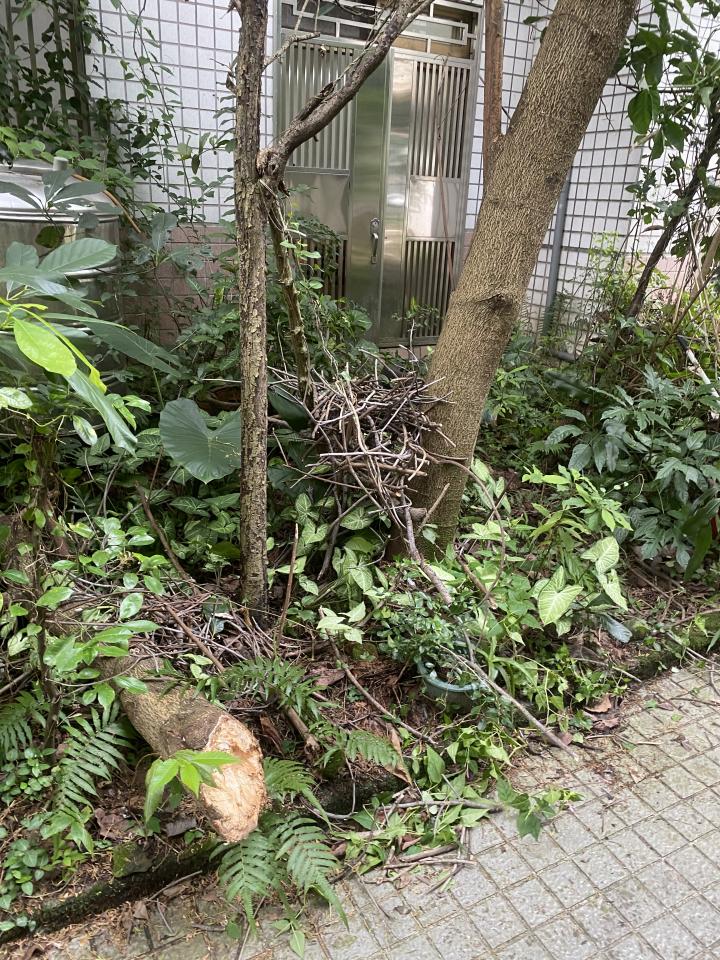 園藝維護案件圖片