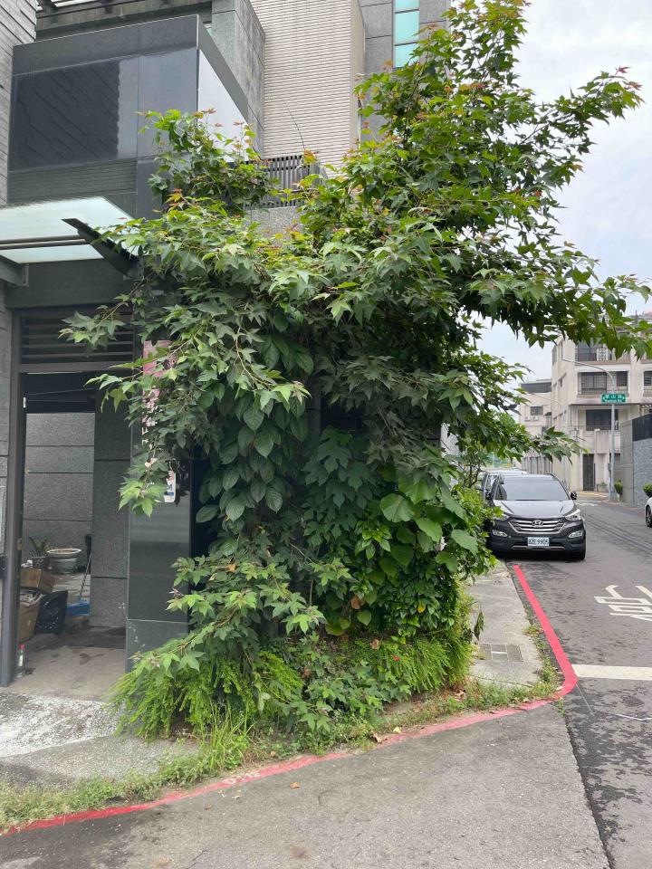 園藝維護案件圖片
