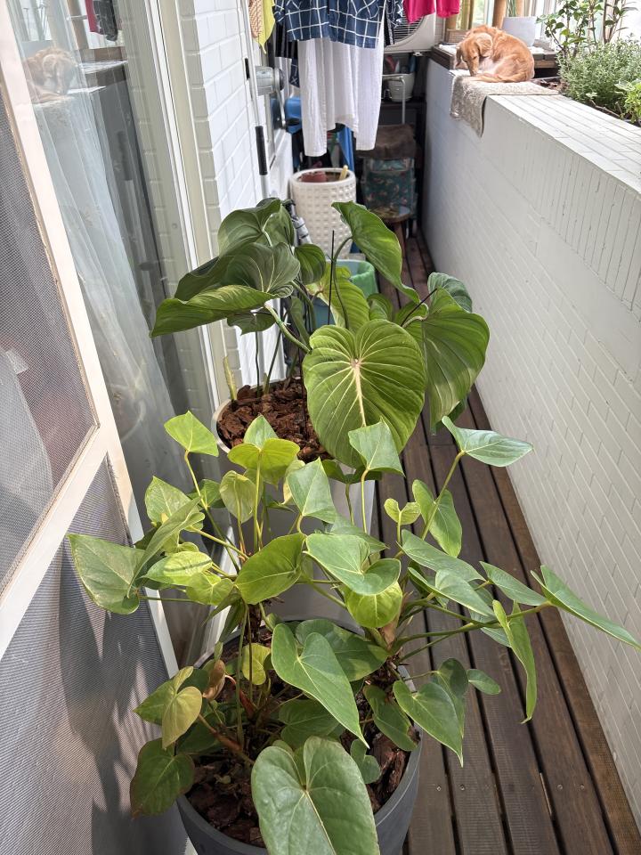 園藝維護案件圖片 園藝維護案件圖片