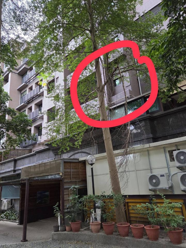 園藝維護案件圖片
