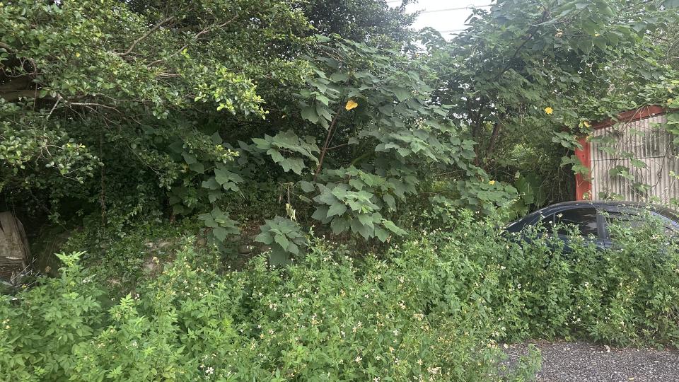 園藝維護案件圖片