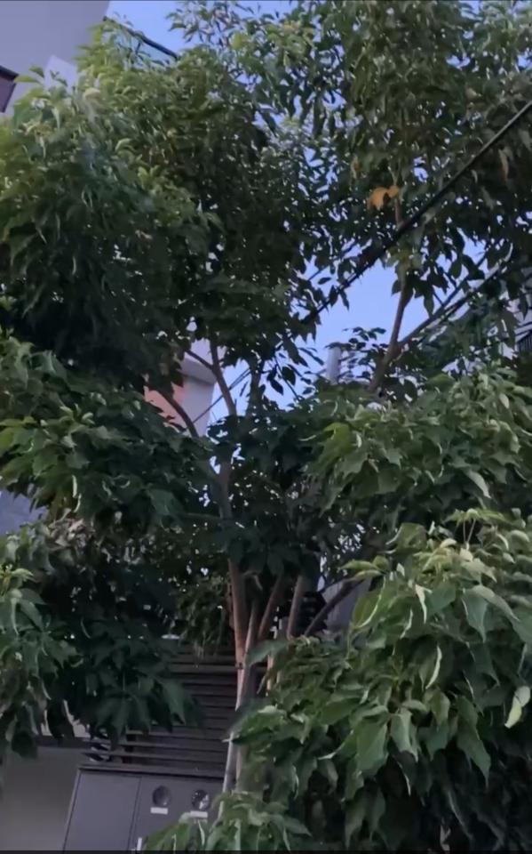 園藝維護案件圖片