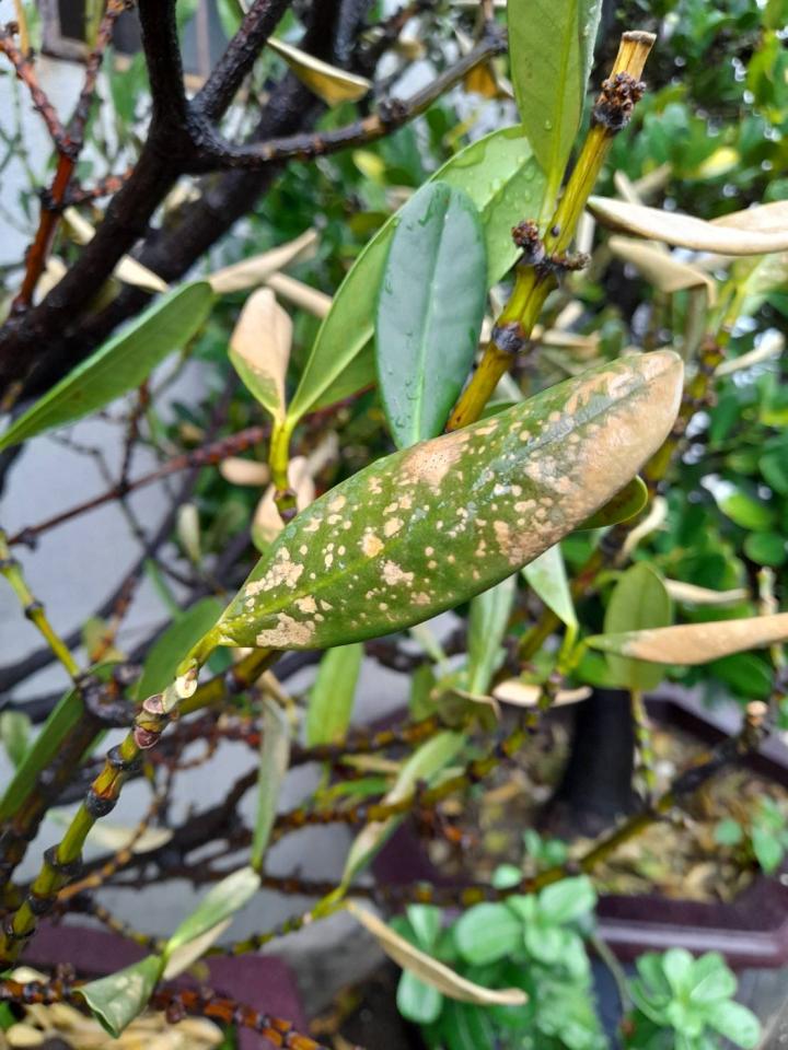 植物診療師案件圖片