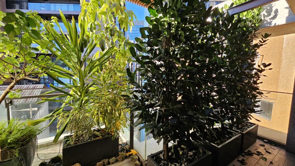 園藝維護案件圖片