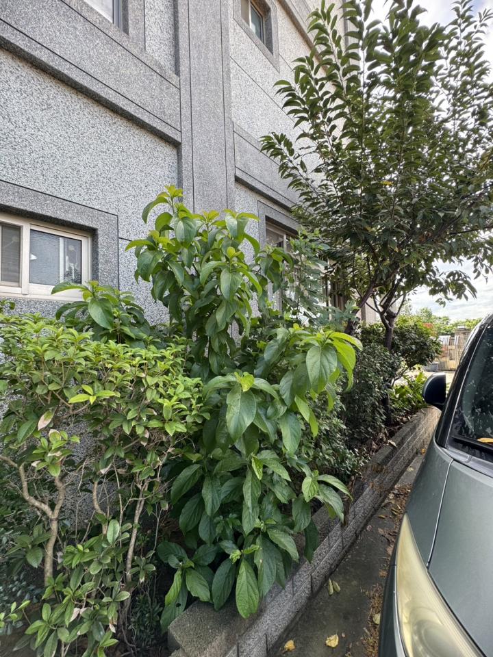園藝維護案件圖片