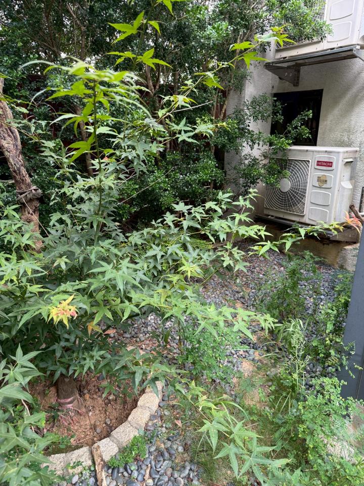 園藝維護案件圖片